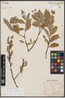 Foto von Salix aurita L. x Salix nigricans Sm.